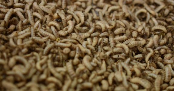 Les insectes font partie du régime alimentaire de plus de deux milliards de personnes.