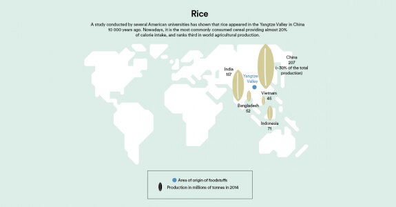 Rice