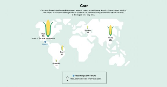 Corn