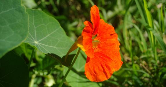 Fleurs, feuilles, boutons ou graines : dans la capucine comme dans le… cochon, tout est bon !