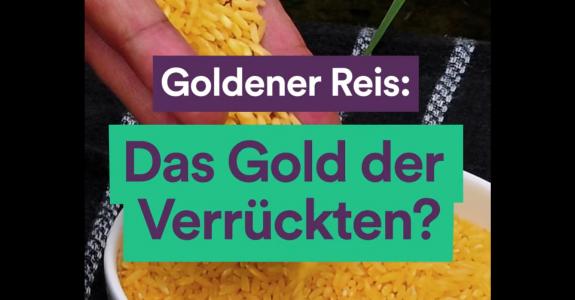 Goldener Reis: Das Gold der Verrückten?