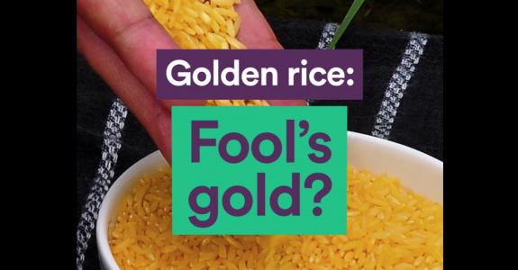 Golden rice: Fool’s gold?