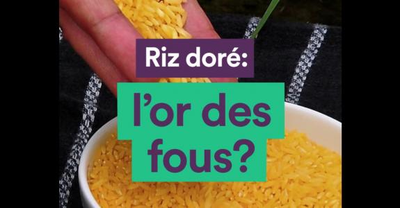 Riz doré : l’or des fous ?