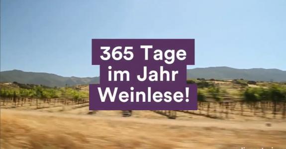 365 Tage im Jahr Weinlese!