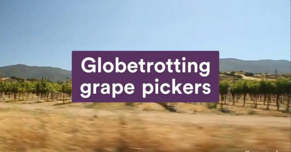Globetrotting grape pickers