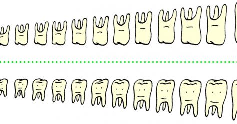 ©Giorgio Pesce Atelier Poisson_dentsrvb2.png
